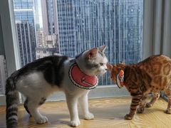-Heymao猫咖.咖啡厅(东门店)