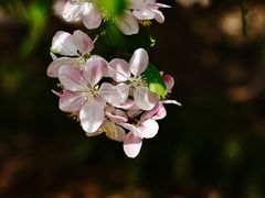 -海棠花溪(元大都城垣遗址公园)
