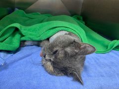 -创凡宠物医院·骨专科  猫科中心(西乡分院)