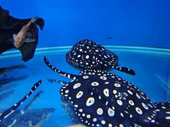 -御唐府海珊瑚主题餐厅