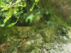 -西岭雪山大飞水景区