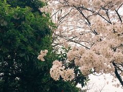 -武汉大学-樱园