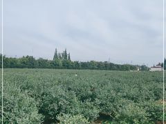 -金谷域澳洲庄园