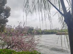 -西湖游船
