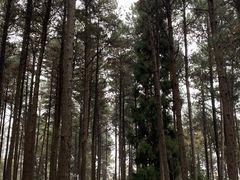 -龙架山森林公园