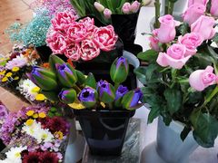 -长春青怡坊鲜花批发(青怡坊花鸟市场店)