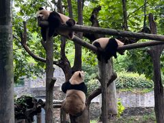 -都江堰中华大熊猫苑