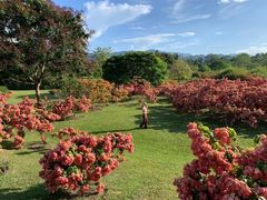 -西双版纳傣族园