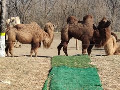 -北京野生动物园