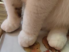 -猫色咖啡·猫咖