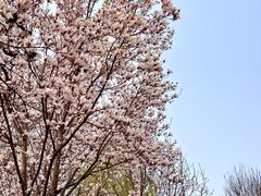 -春风习习