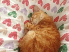 -福懋动物医院·犬猫全科·外科·重症科(杏林分院)