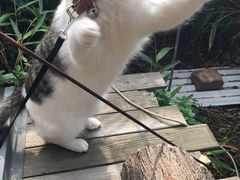 -海边的猫和咖啡馆