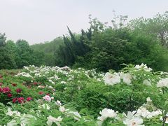 -洛阳市隋唐城遗址植物园
