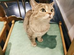 -猫色咖啡·猫咖
