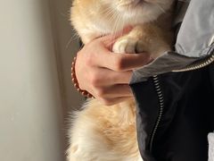 -糯米喵星人总部直营旗舰店·猫舍·幼猫出售