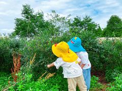 -金谷域澳洲庄园