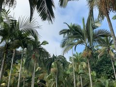 -中国科学院西双版纳热带植物园