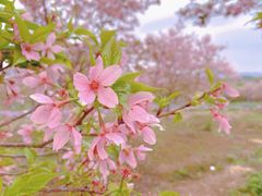-天适樱花悠乐园