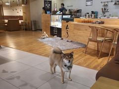 -柴务处·柴犬主题狗咖