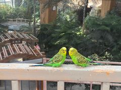 -南宫五洲植物乐园