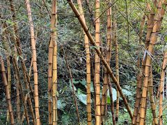 -深圳仙湖植物园