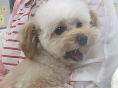 -申普宠物医院·心脏介入·心血管微创(总院)