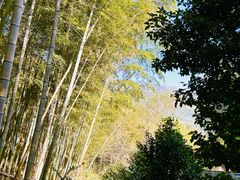 -宁波浙东大竹海景区