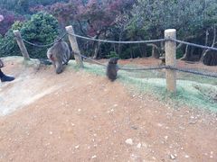 -岚山猴子公园