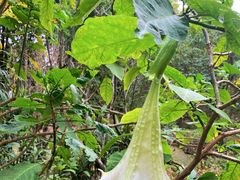 -昆明植物园