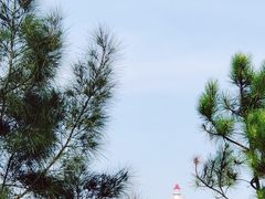 -广东惠东海龟国家级自然保护区