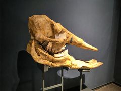 -湖南省地质博物馆