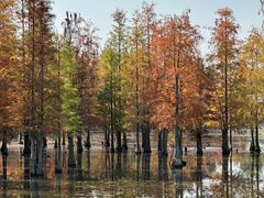 -白鹭湾湿地公园