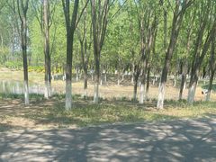 -东郊湿地公园