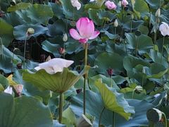 -莲花池公园