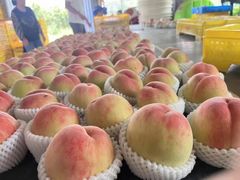 -老袁家蜜桃农场·阳山水蜜桃