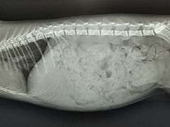 -瑞派动物医院·绝育·犬猫全科·预防医学(光景江南中店)