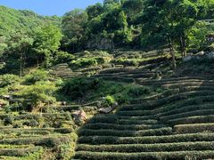 -午潮山国家森林公园