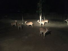 -清迈夜间动物园