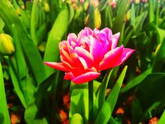 -上海鲜花港