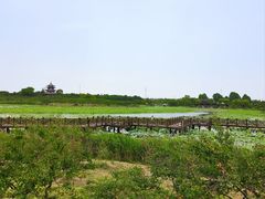 -上海海湾国家森林公园