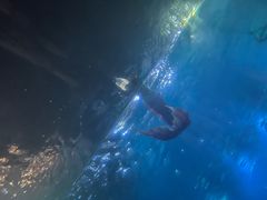 -海棠湾洲际-涛·海底餐厅·美人鱼·自助餐·海底隧道