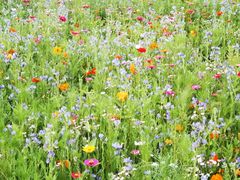 -贵阳市花溪国家城市湿地公园