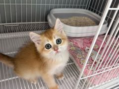 -翊宠yipet猫狗购宠庄园犬舍•猫舍