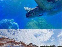 -广东惠东海龟国家级自然保护区