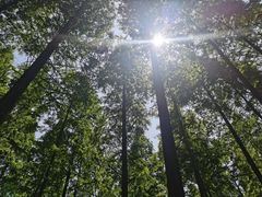 -黄海国家森林公园