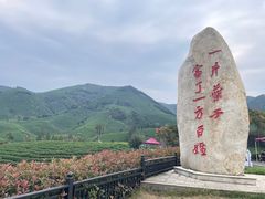 -白茶原·一片叶子