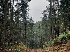 -青龙山国家森林公园