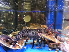 -皇朝会.经典传统粤菜(外滩店)