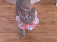 -猫大福·Fortune Cat猫舍(百子湾店)